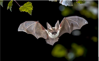 2024/25 Introduction to Bat Ecology and Survey Techniques VQIBEST/FC01