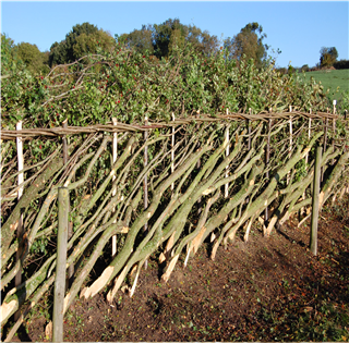 2024/25 Hedge Laying