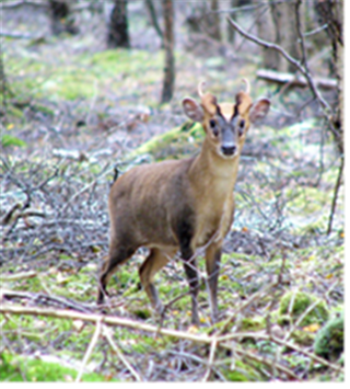 2024/25 Cert L1 Deer Stalking DMQ 