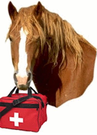 2025/26 Equine First Aid