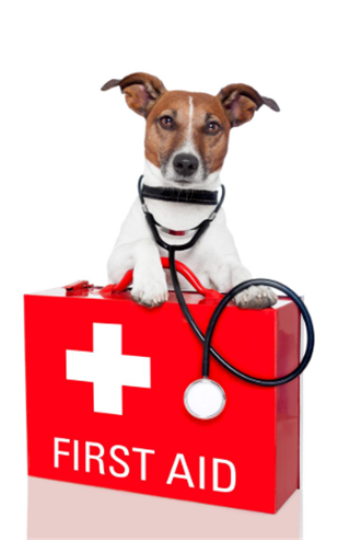 2025/26 Pet First Aid