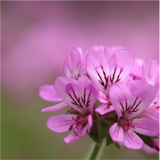 How to Photograph Flowers