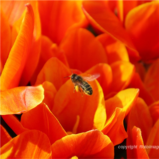 How to Photograph Flowers