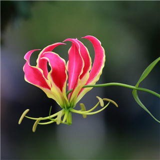 Close Up Photography 