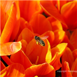How to Photograph Flowers