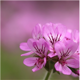 How to Photograph Flowers