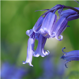 How to Photograph Flowers