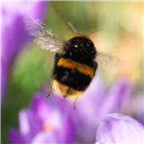 How to Photograph Flowers