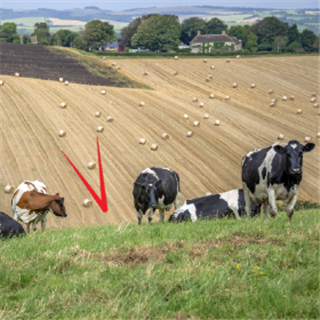 ICAEW South West: Farming and rural insight group | 2026